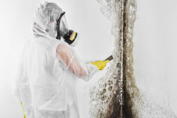 Best Home Mold Removal  in Crocker, WA