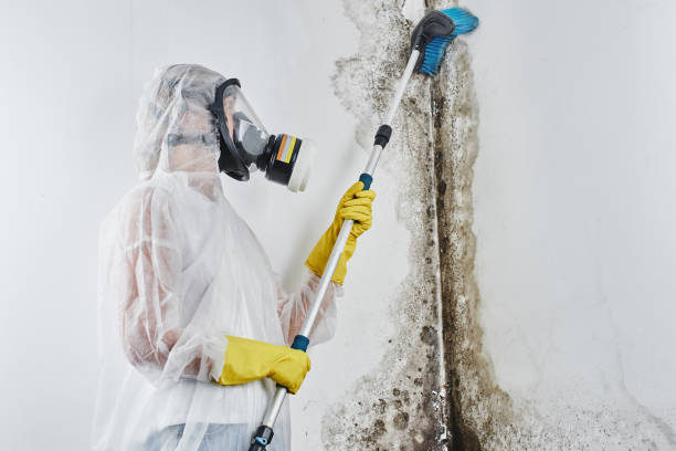 Best Toxic Mold Removal  in Crocker, WA