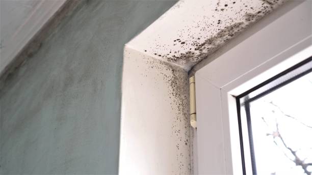 Crocker, WA Mold Removal Company