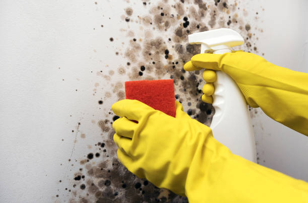 Best Best Mold Removal Companies  in Crocker, WA