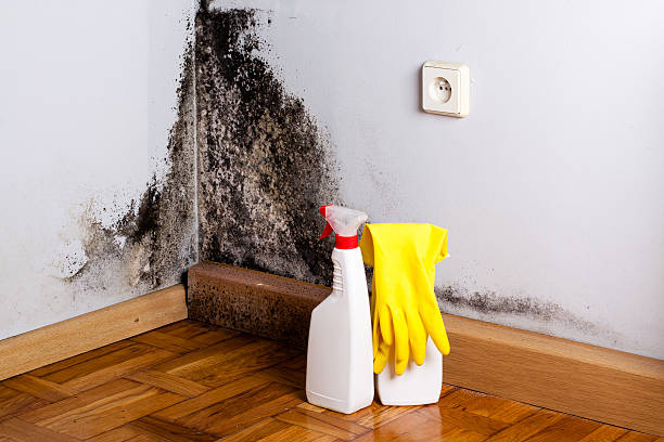 Best Local Mold Removal Service  in Crocker, WA