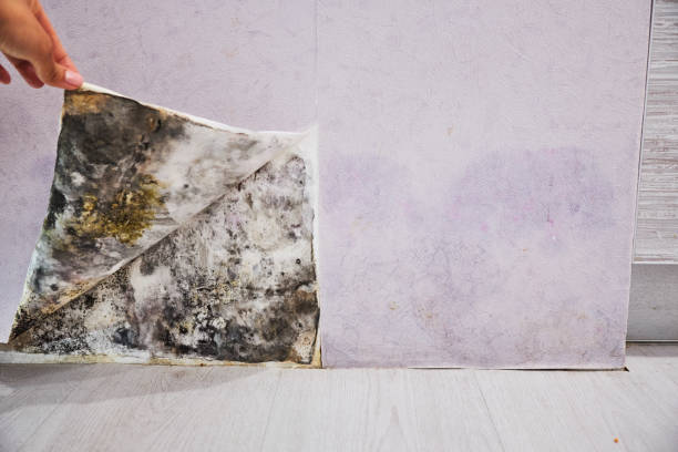 Best Attic Mold Removal  in Crocker, WA